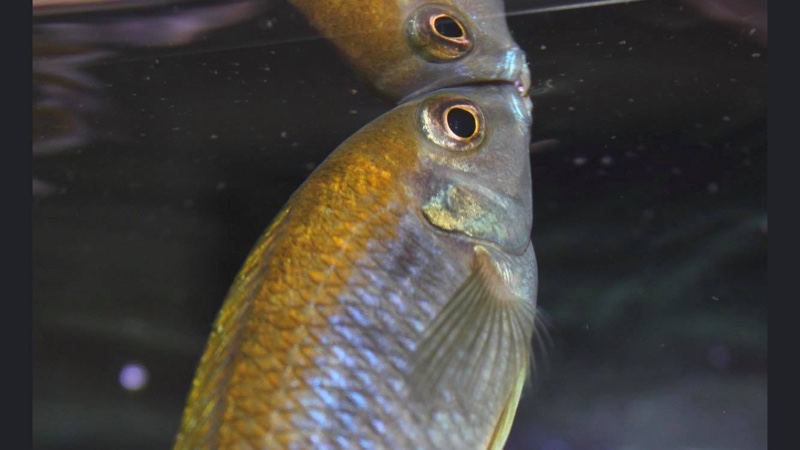 Gephyrochromis lawsi 'Londo'